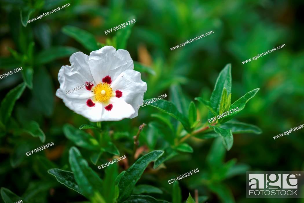 Stock Photo: White Cistus (Lucitanica Decumbens) flowering in an English garden.