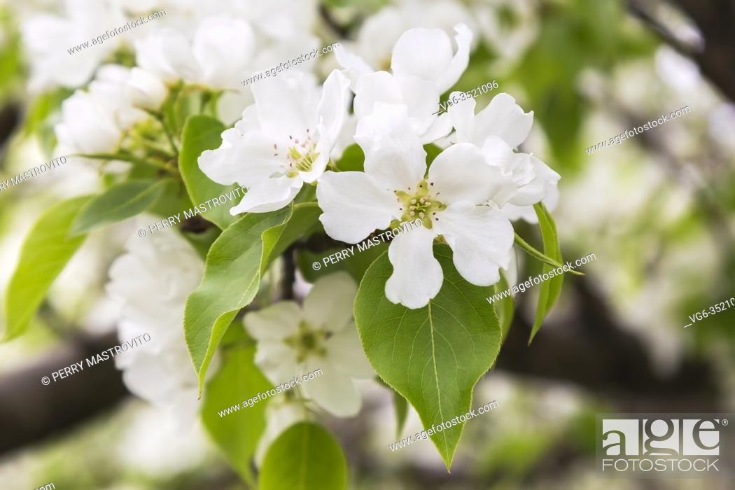 Stock Photo: Pyrus ussuriensis 'Curly' - Chinese Pear tree flower blossoms in spring, Quebec, Canada.