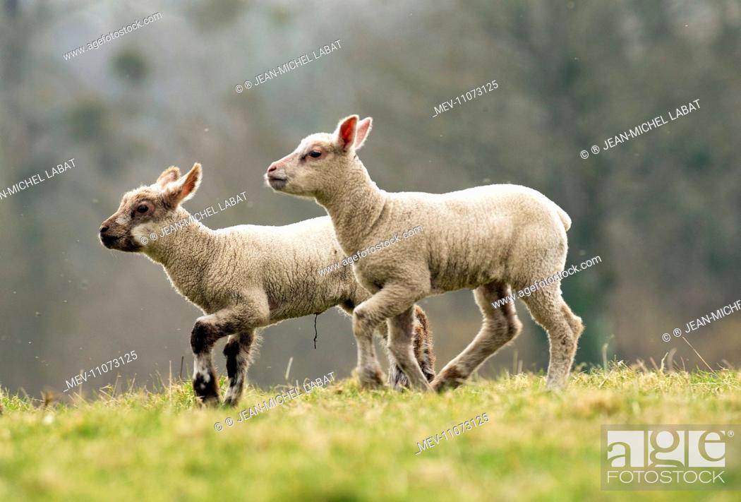 Stock Photo: Lamb. Mouton.