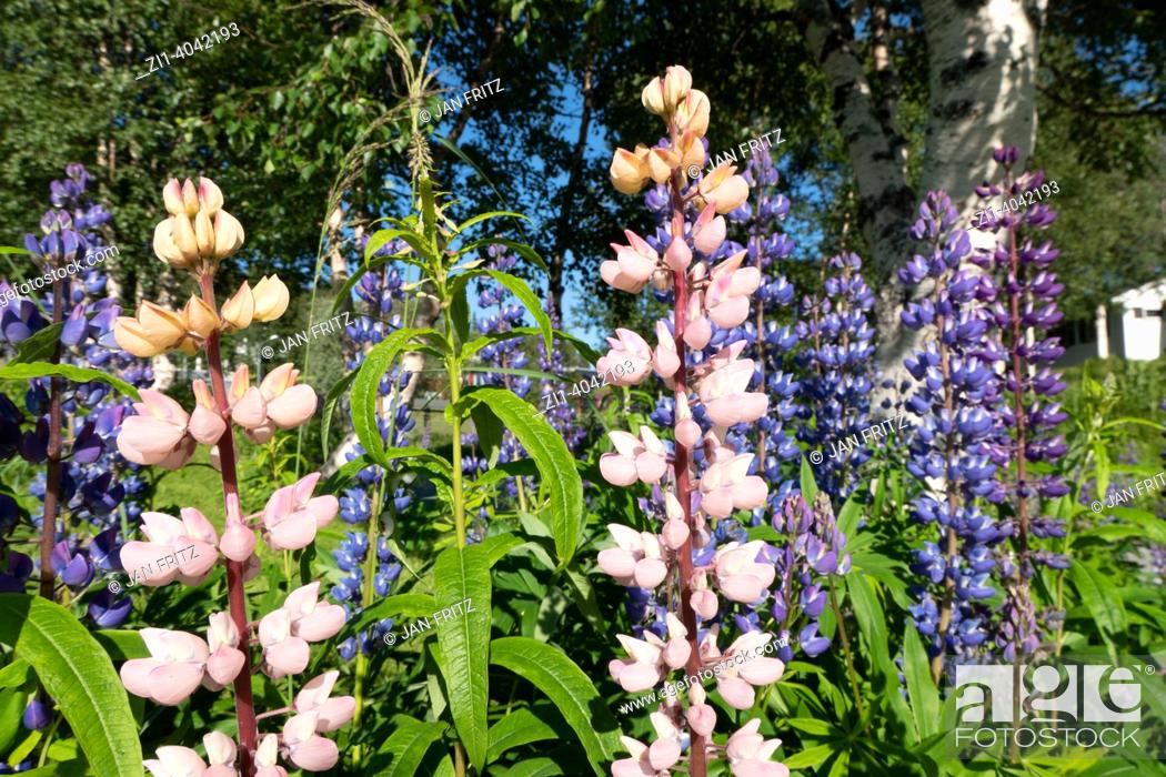 Stock Photo: colourful lupine flowers in Norway.