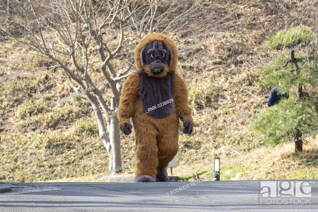 Stock Photo: February 22, 2019, Tokyo, Japan - A zookeeper wearing orangutan costume tries to escape during an Escaped Animal Drill at Tama Zoological Park.