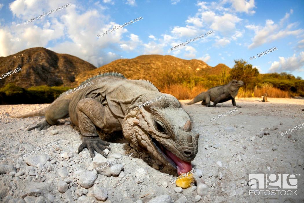 Stock Photo: rhinoceros iguana (Cyclura cornuta), close-up shot of some reptiles on the gravel ground of a valley, one licking at potential food, Dominican Republic.