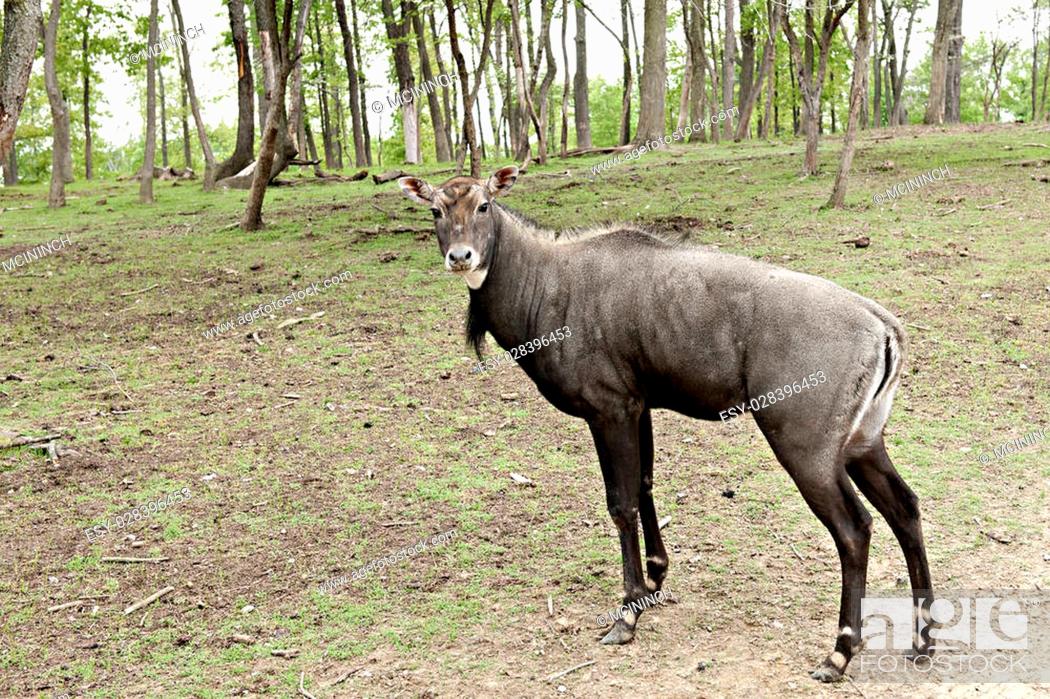 A Nilgai (also called Bluebuck), the largest antelope and a native of India  looking at the viewer, Stock Photo, Picture And Low Budget Royalty Free  Image. Pic. ESY-028396453 | agefotostock