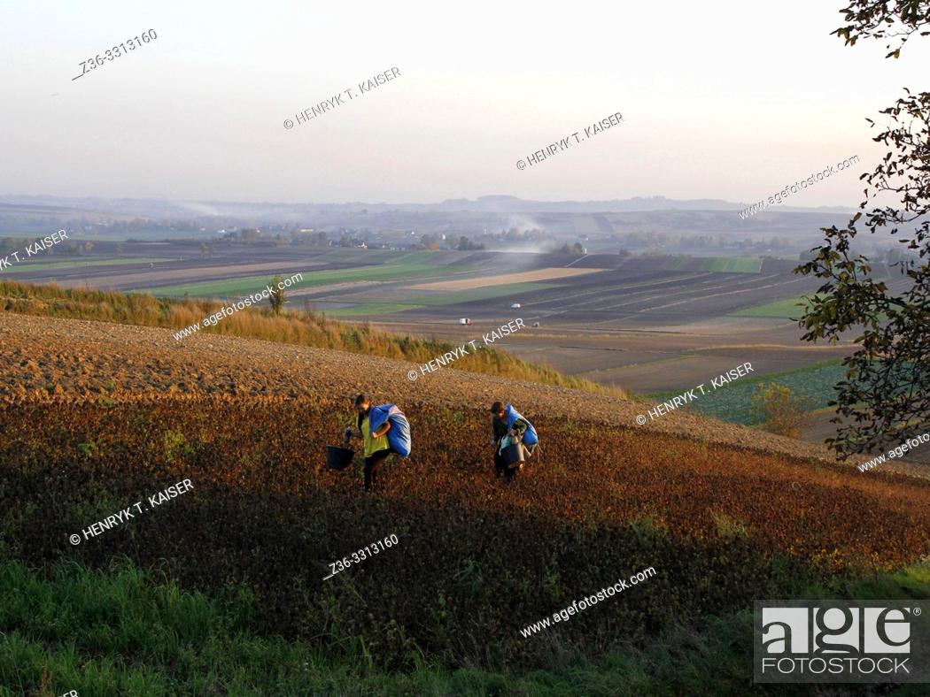 Stock Photo: Agriculture in Lasser Poland.