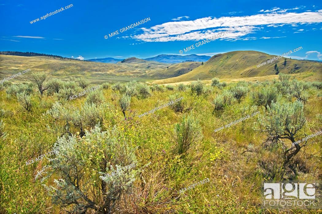 Stock Photo: Sagebrush and Grasslands, Thompson Valley, Kamloops, British Columbia, Canada.