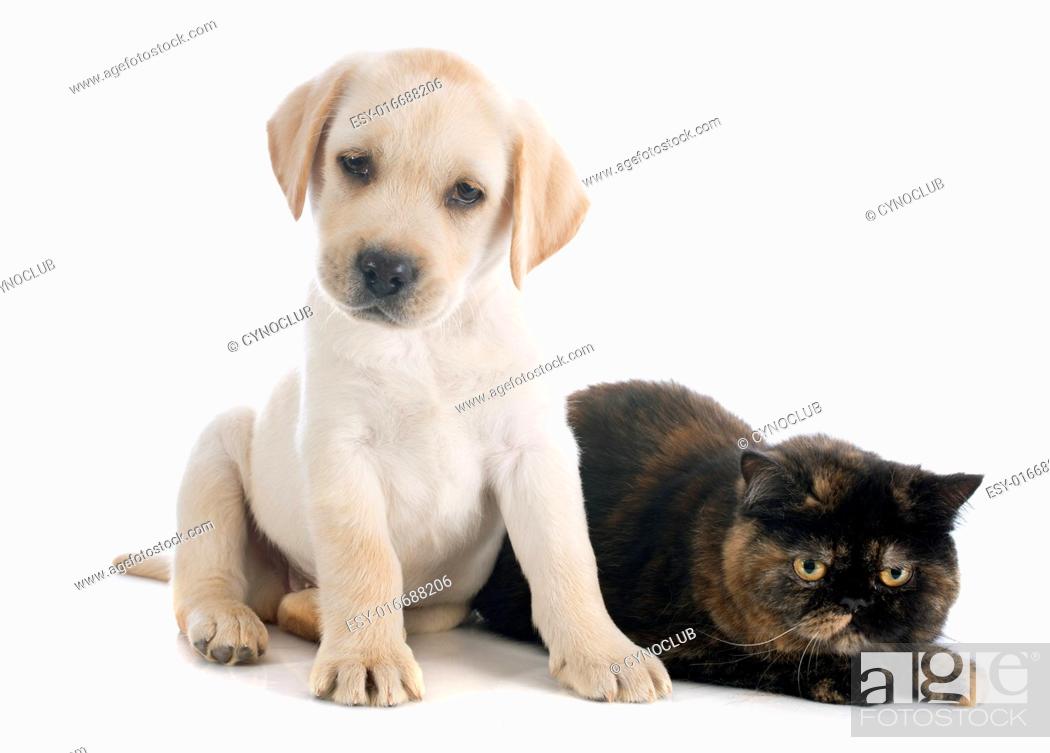 exotic shorthair cat and puppy labrador retriever in front of white  background, Stock Photo, Picture And Low Budget Royalty Free Image. Pic.  ESY-016688206 | agefotostock