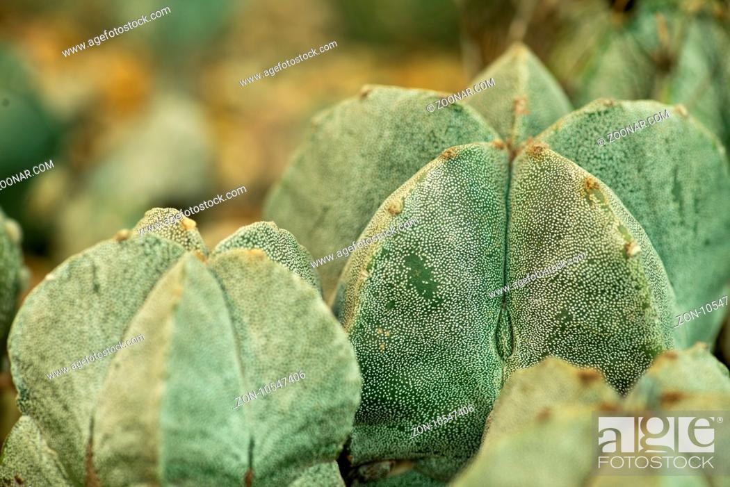 Stock Photo: Rustic macro shot of cactus - tropical plant with shallow depth of field. Natural background with succulent.