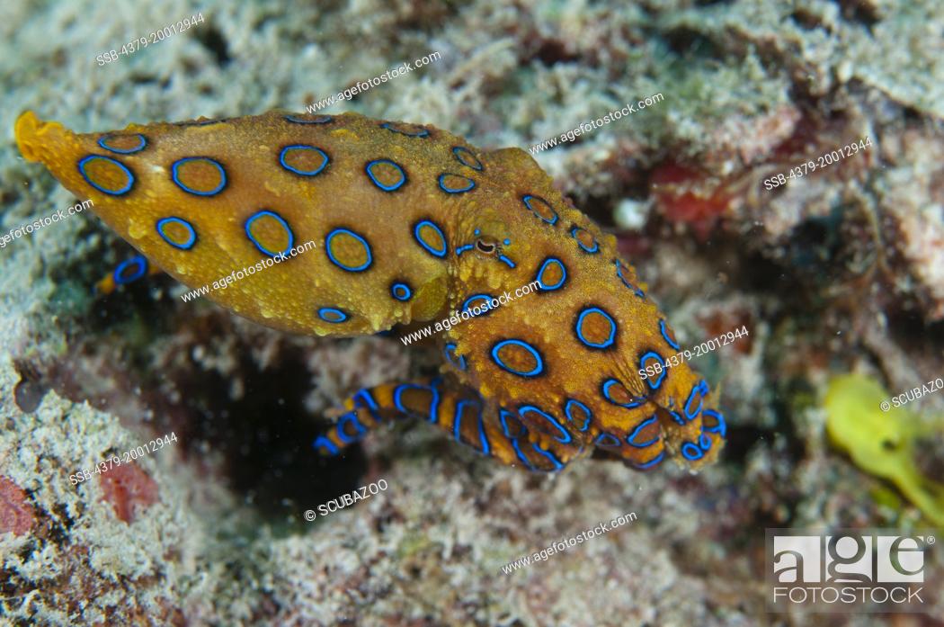 Stock Photo: Greater Blue-ringed Octopus, Hapalochlaena lunulata, Swimming along the bottom, Kapalai, Sabah, Borneo, Malaysia.