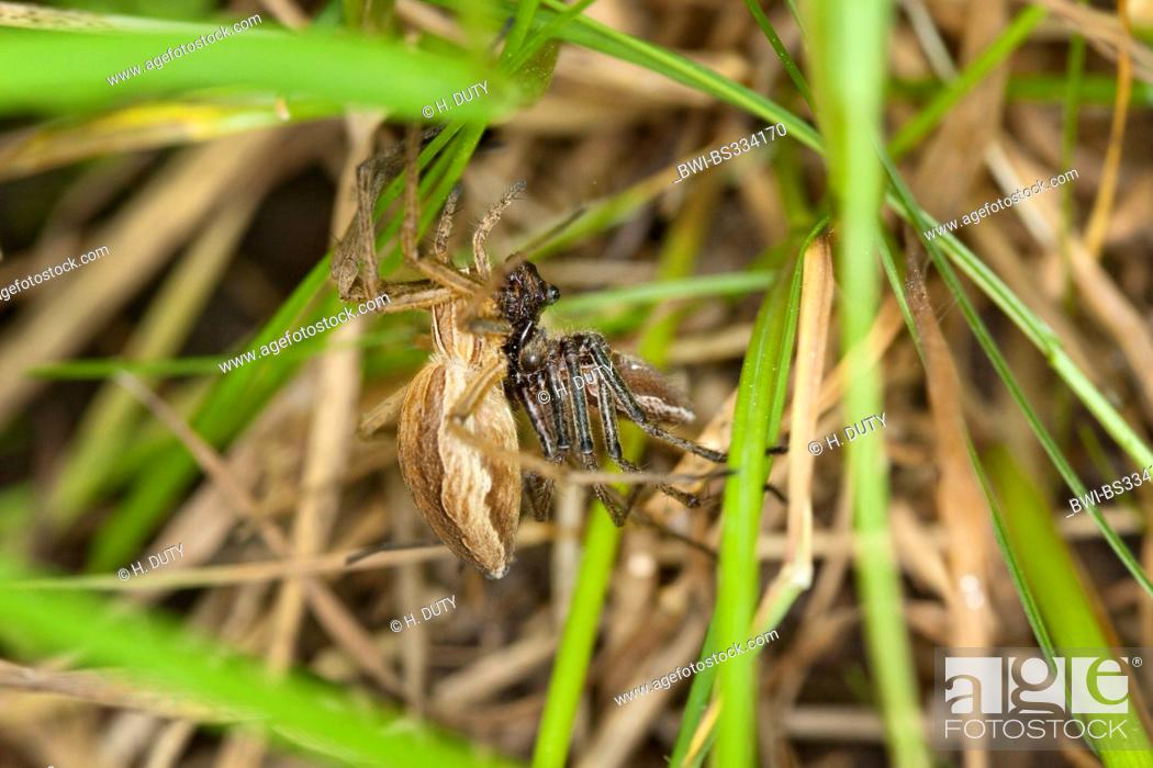 Stock Photo: nursery web spider, fantastic fishing spider (Pisaura mirabilis), mating, Germany, Mecklenburg-Western Pomerania.