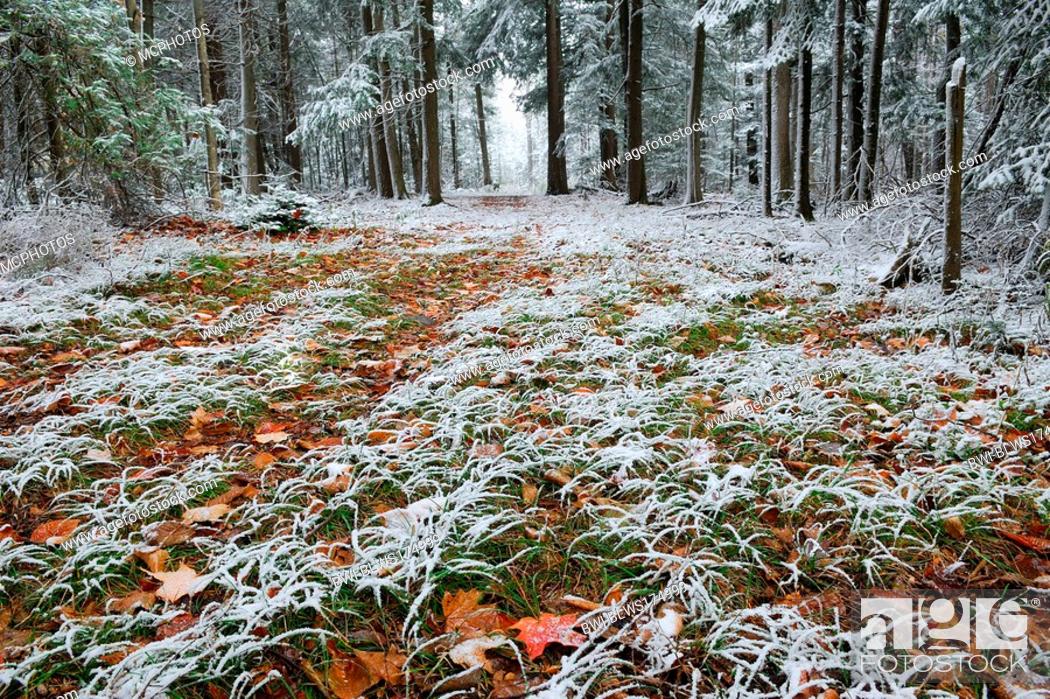 Stock Photo: First snowfall on a path leading into the woods.
