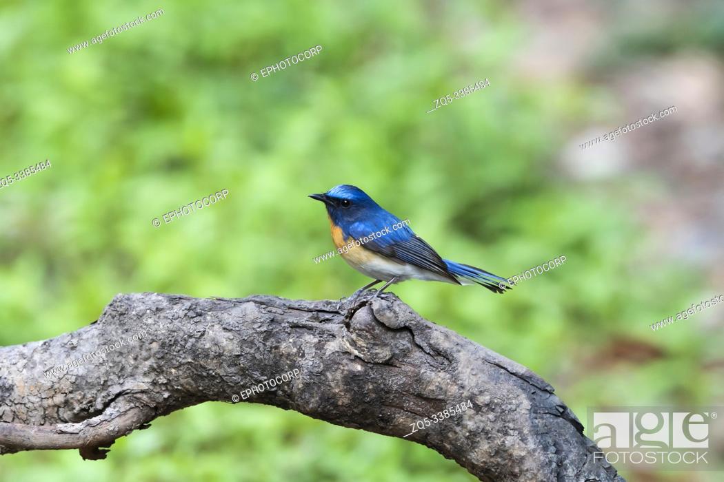Stock Photo: Blue throated blue flycatcher, male, Cyornis rubeculoides at Sattal in Nainital, Uttarakhand, India.
