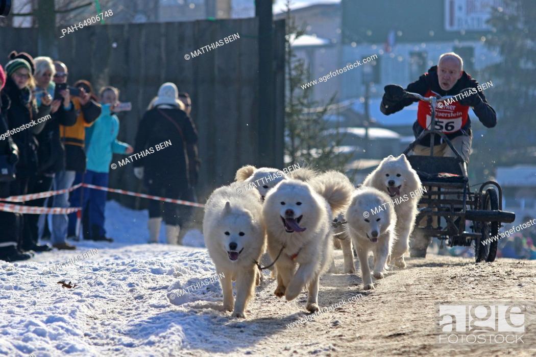 Stock Photo: Horst Klank, many-time German and world champion sets off with his dogs during the first dog sled race of 2016 in Hasselfelde, Germany, 09 January 2016.