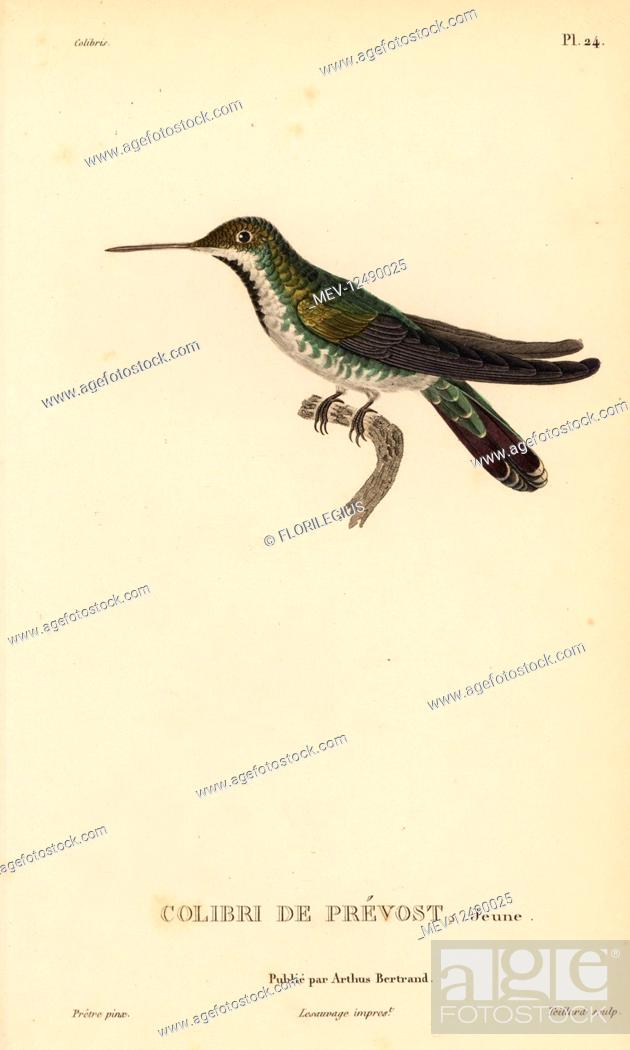 Stock Photo: Green-breasted mango, Anthracothorax prevostii (Trochilus prevostii). Juvenile. Handcolored steel engraving by Coutant after an illustration by Jean-Gabriel.