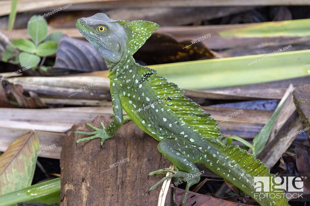 Photo de stock: Green Basilisk or Plumed Basilisk (Basiliscus plumifrons) male - La Laguna del Lagarto Eco-Lodge, Boca Tapada, Costa Rica.