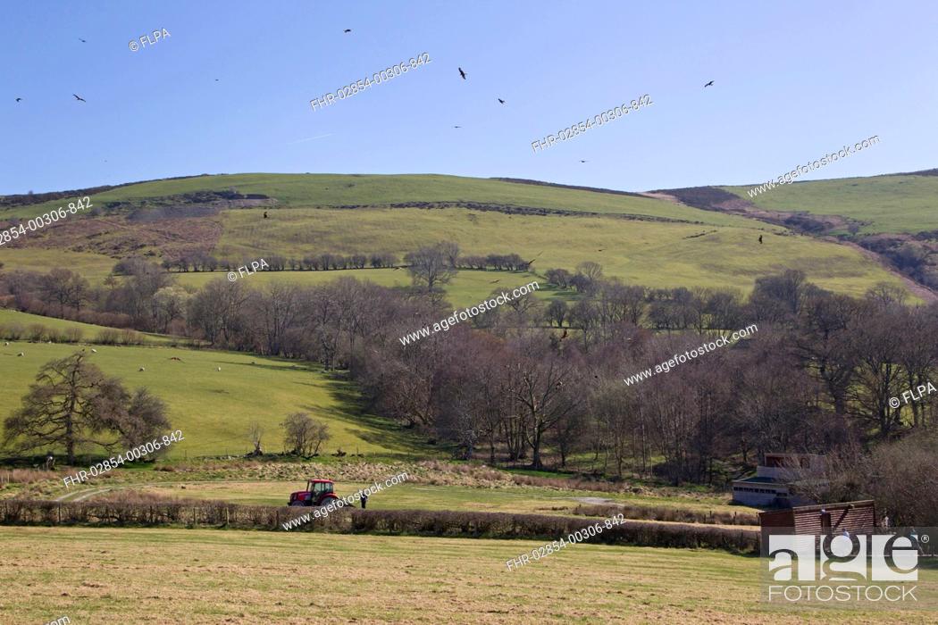 Stock Photo: Red Kite Milvus milvus flock, in flight over feeding station, with farmer putting out food, hides overlooking feeding area, Gigrin Farm, Powys, Wales, march.