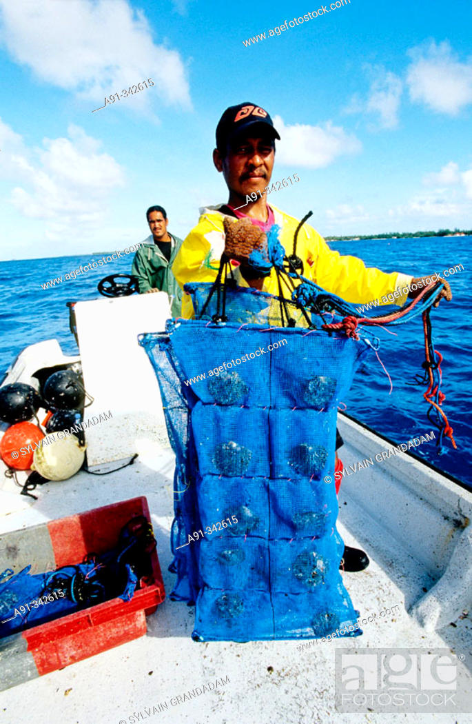 Stock Photo: Picking up the oysters from the lagoon to remove the pearls. Gauguin's black pearls farm in Rangiroa Atoll . Tuamotus archipelago. French Polynesia.