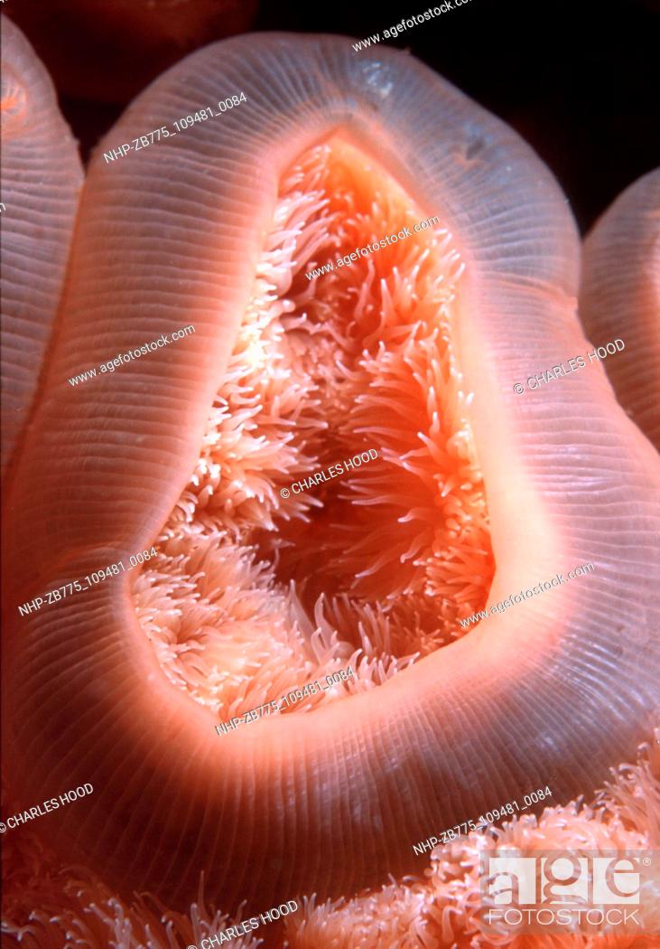 Stock Photo: Plumose anemone  Date: 16/1/01  Ref: ZB775-109481-0084  COMPULSORY CREDIT: Oceans Image/Photoshot.