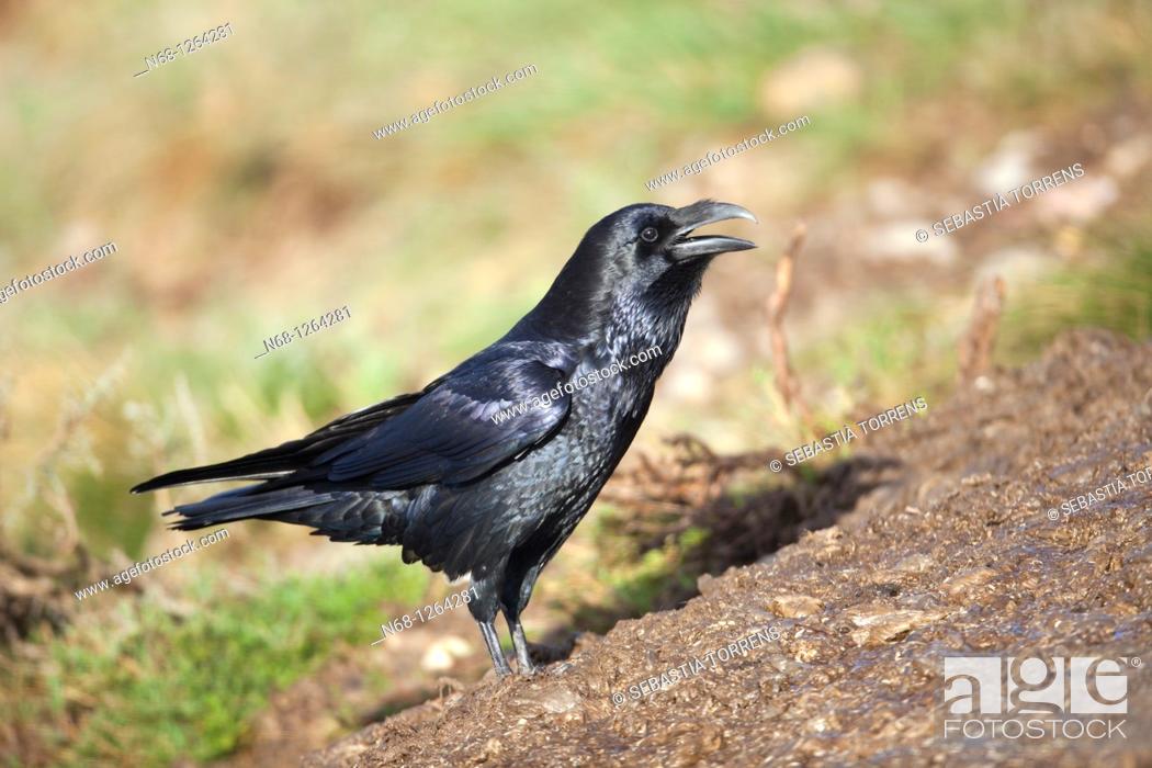 Stock Photo: Raven Corvus corax cawing on the floor, Lleida, Spain.