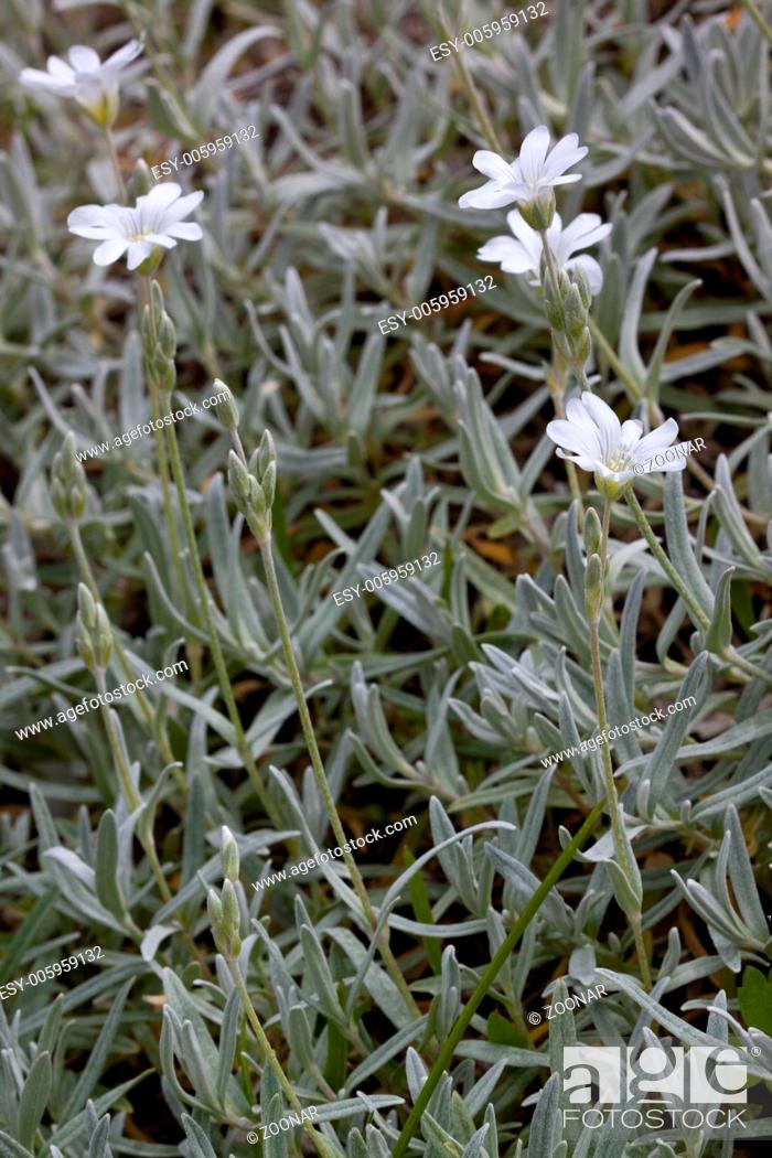 Stock Photo: Cerastium tomentosum, Snow-in-Summer.
