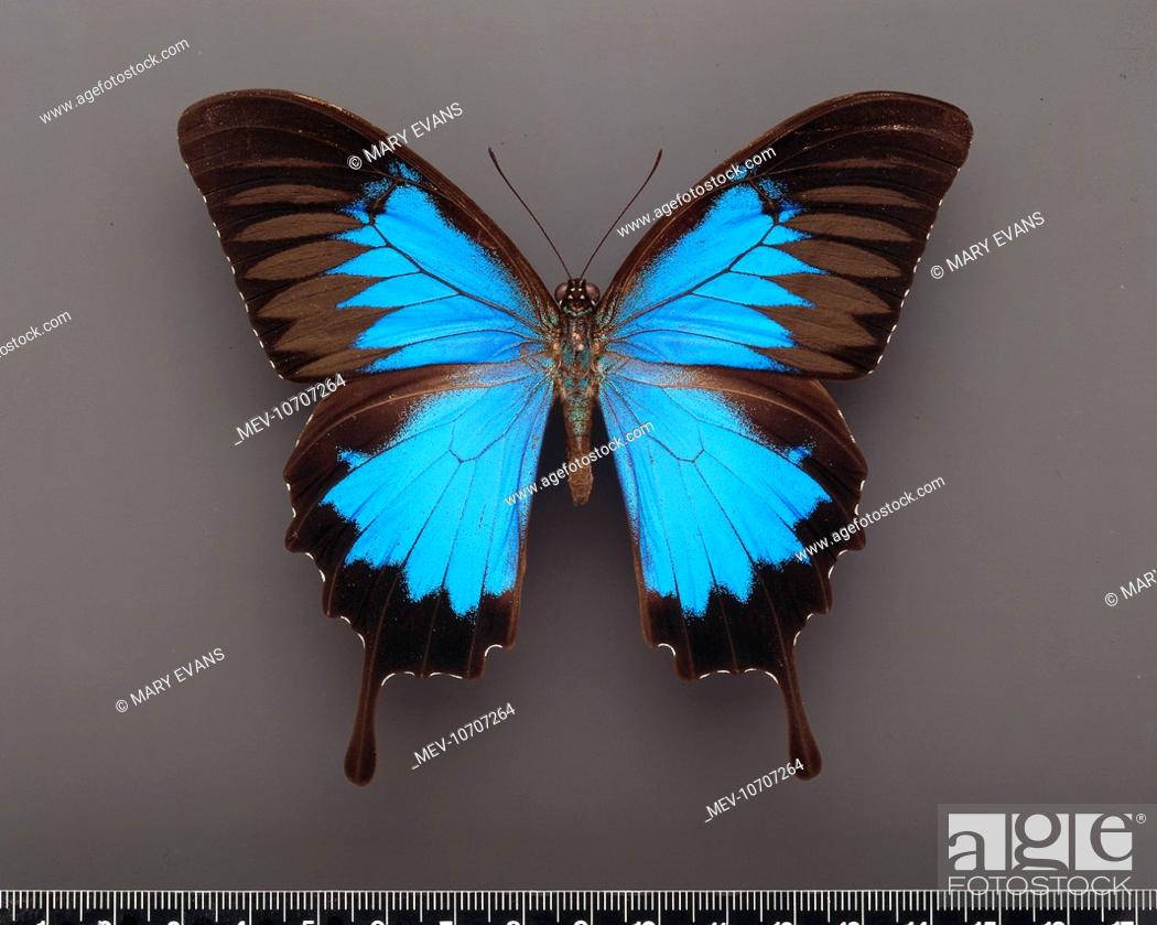 Image of a mounted specimen of a ulysses butterfly, from Indonesia ...