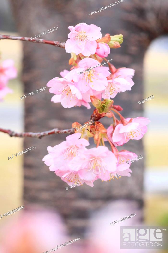 Stock Photo: Cherry blossoms.
