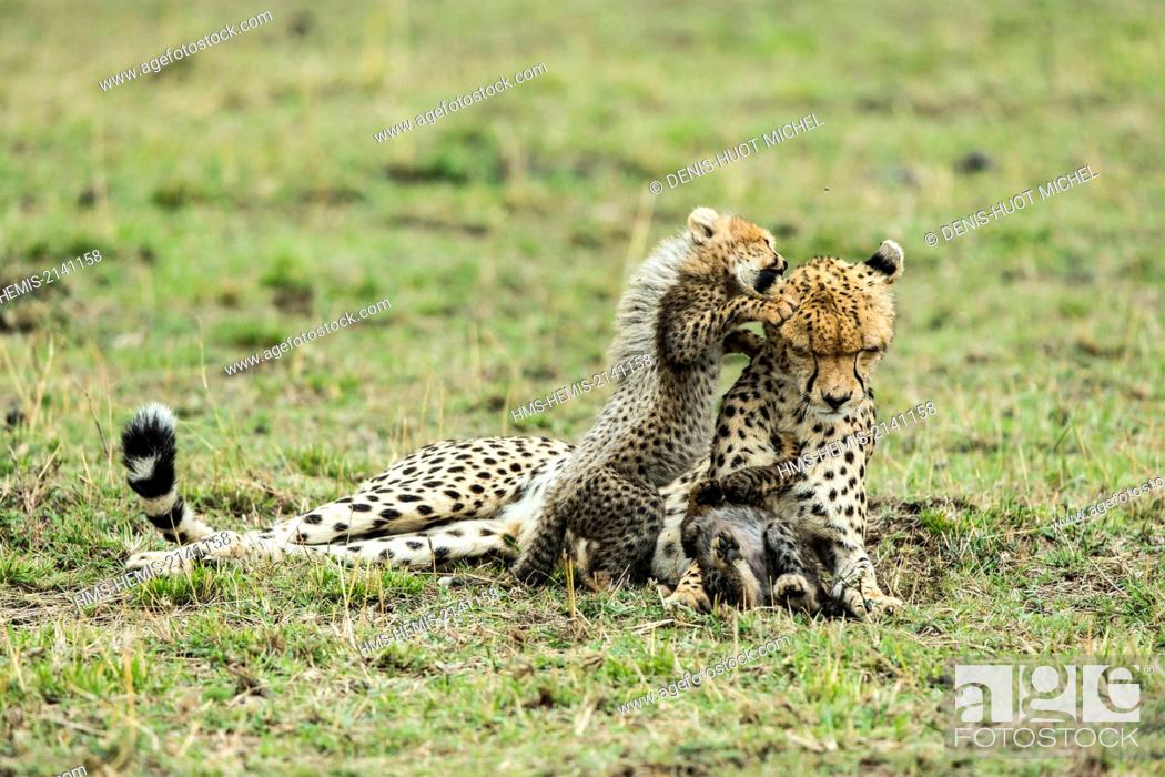 Photo de stock: Kenya, Masai Mara game Reserve, cheetah (Acinonyx jubatus), female and cubs 8/9 weeks old.