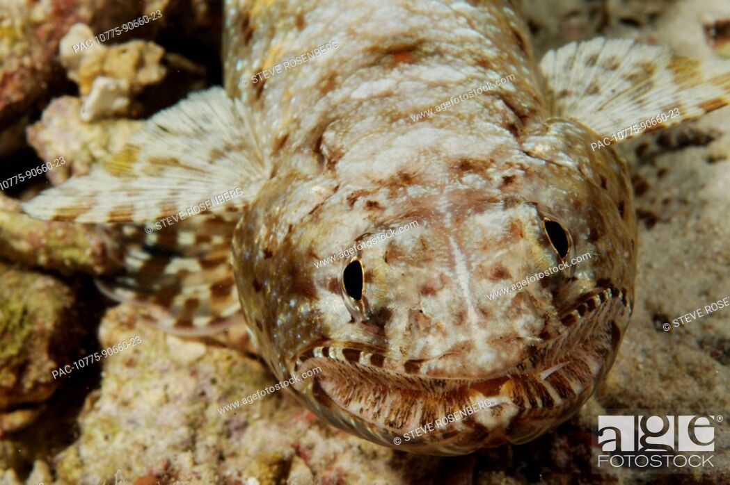 Stock Photo: Indonesia, Slender Lizardfish Saurida gracillis close-up.
