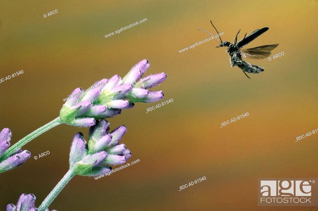Stock Photo: Thick-legged Flower Beetle, Oedemera nobilis, freistellbar.