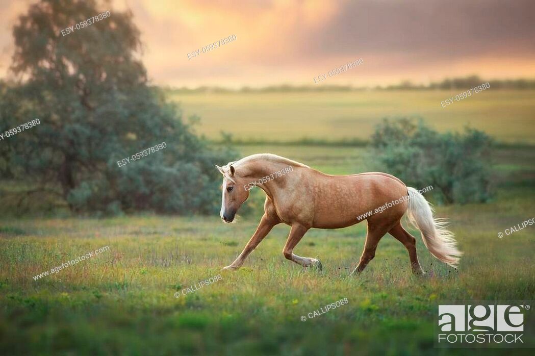 Stock Photo: Palomino horse trotting in meadow at sunset light.