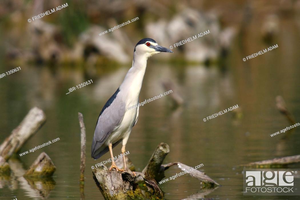 Stock Photo: Black-crowned Night Heron (Nycticorax nycticorax) perched on a root in the water, Hungary, Europe.