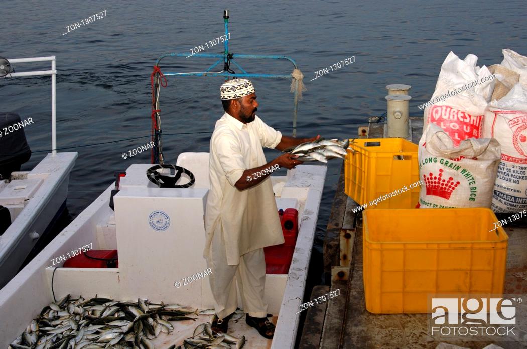 Stock Photo: Fischer beim Sortieren des Fangs im Fischereihafen von Khasab, Musandam, Sultanat Oman / Fisherman sorting the catch in the fishing port of Khasab, Musandam.