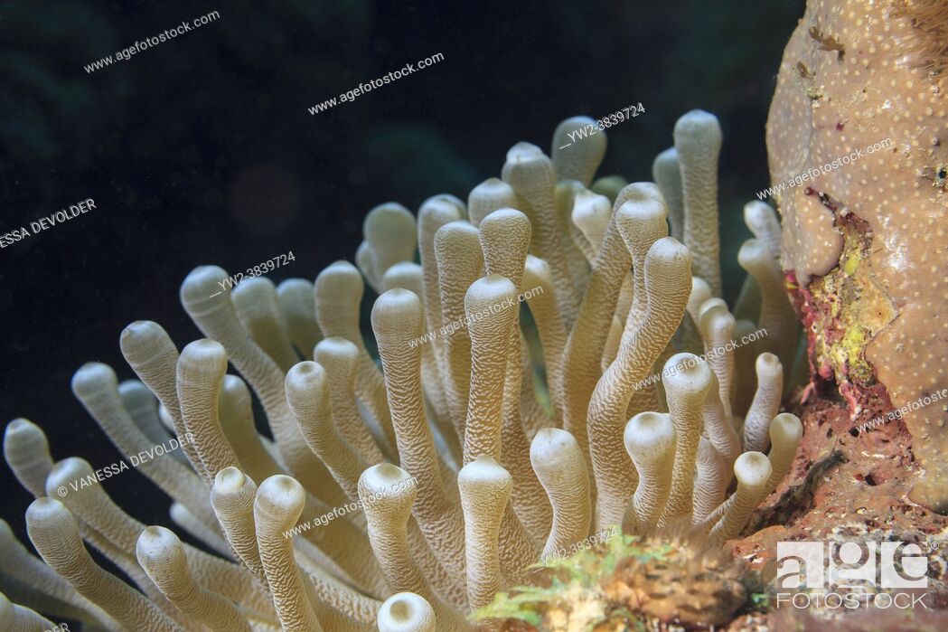 Stock Photo: Giant anemone (Condylactis gigantea) in the Caribbean sea around Bonaire, Leeward Antilles.