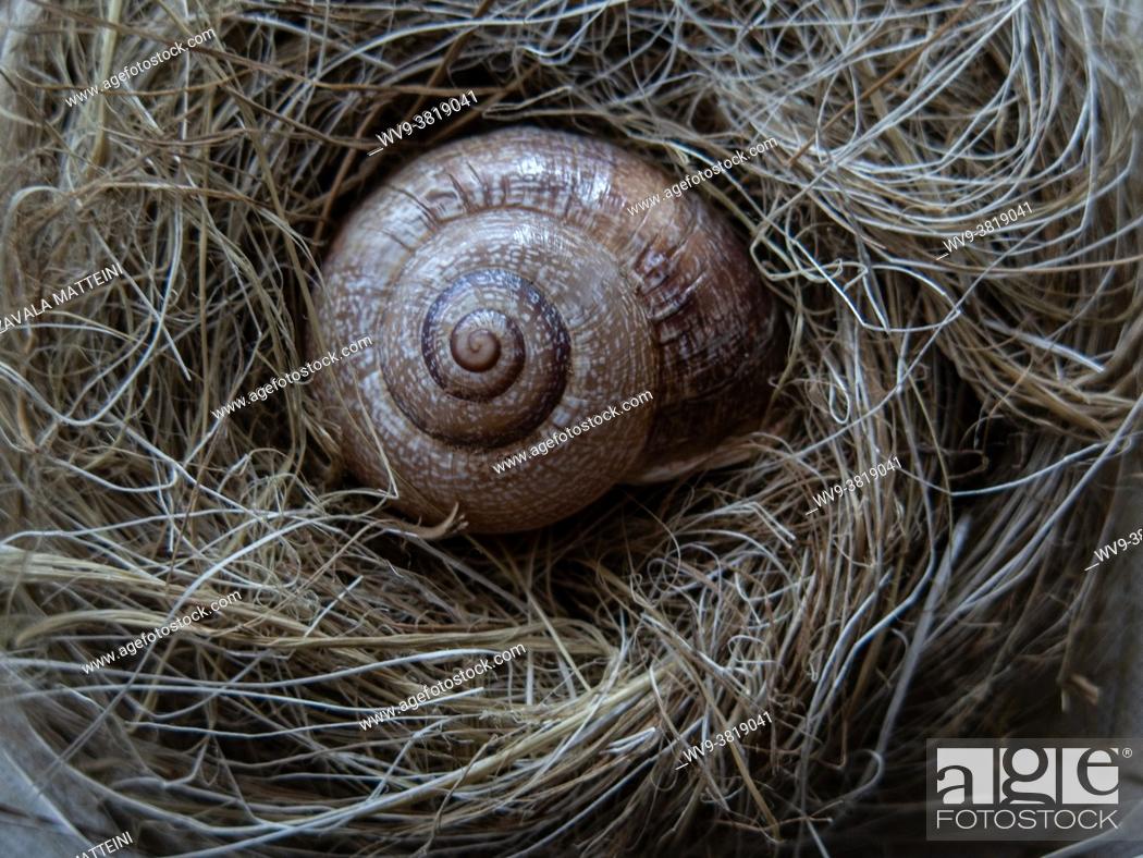 Stock Photo: A snail shell cuddled in a bird nest.