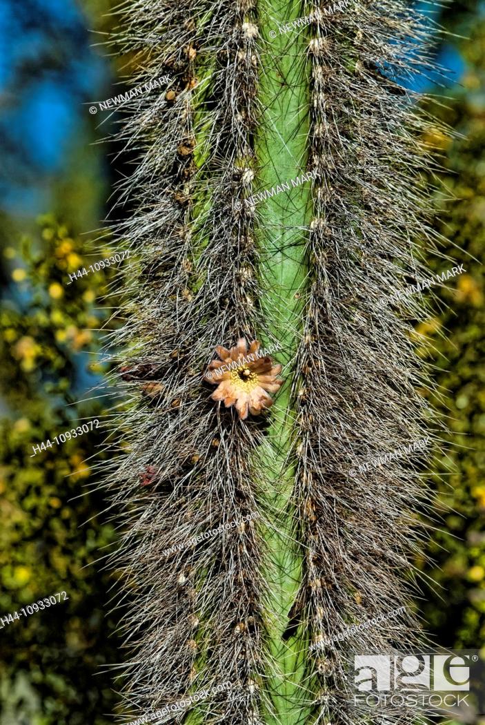 Stock Photo: flowering, senita cactus, Sonora, desert, cactus, USA, United States, America.