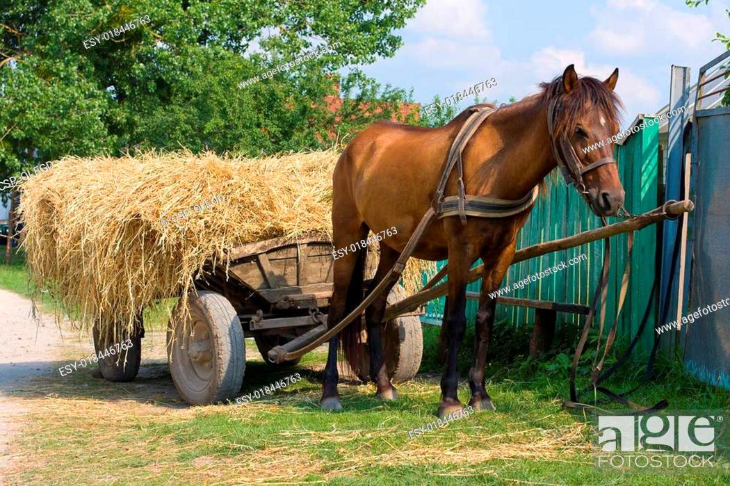 Photo de stock: Horse with a cart loaded hay.