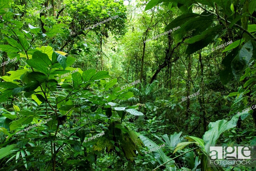 Stock Photo: Rain forest protected area, close to Arenal Volcano National Park. Costa Rica. Central America.