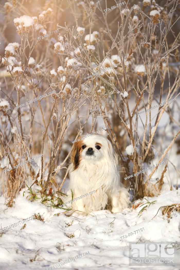 Stock Photo: Pekinese in snow.
