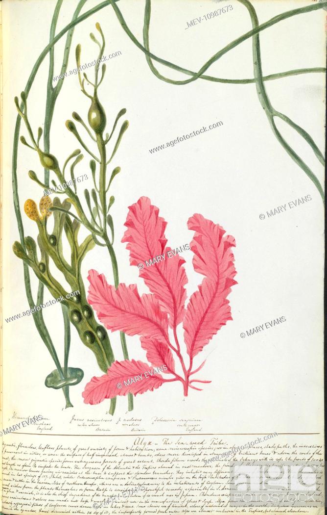 Stock Photo: From a bound volume watercolour drawings of plants : including the originals for her 'Illustrations of the Natural Order of Plants'.
