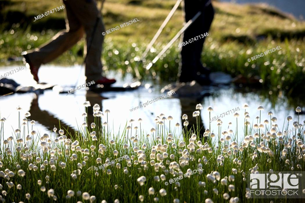 Stock Photo: Hikers at the pond with flowering cotton grass at the Olper hut, Tuxer Alps, Zillertal, Tyrol, Austria.