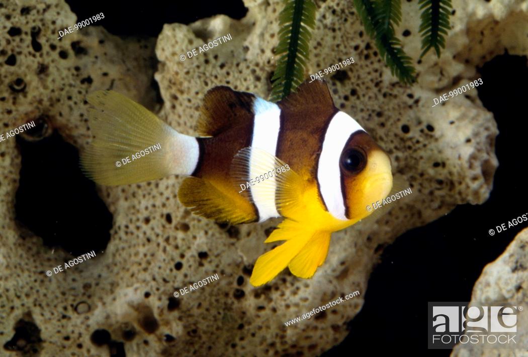 Amphiprion melanopus Taxidermy Oddities Details about   Yellowtail Clownfish Amphiprion clarkii 