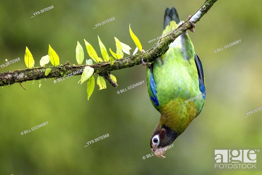 Photo de stock: Brown-hooded parrot (Pyrilia haematotis) hanging upside down from a branch at La Laguna del Lagarto Eco-Lodge, Boca Tapada, Costa Rica.