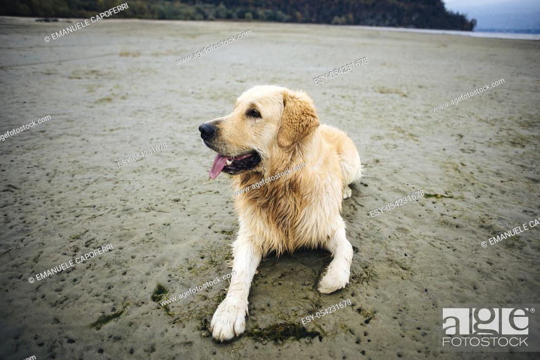 Imagen: golden retriever dog at the beach.