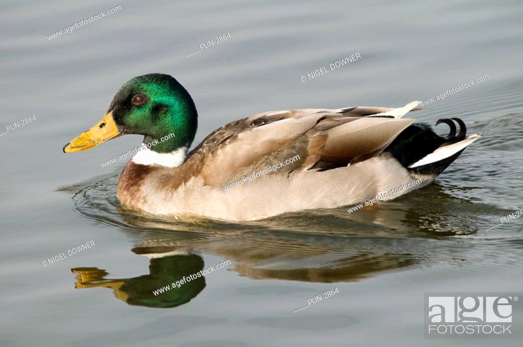 Stock Photo: Mallard adult male duck Anas platyrhynchos swimming on pond.