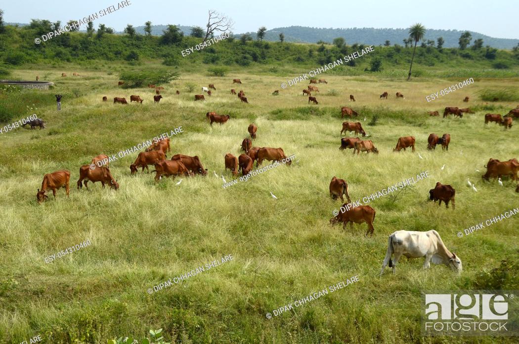 Stock Photo: Cows and bulls are grazing on a lush grass field.