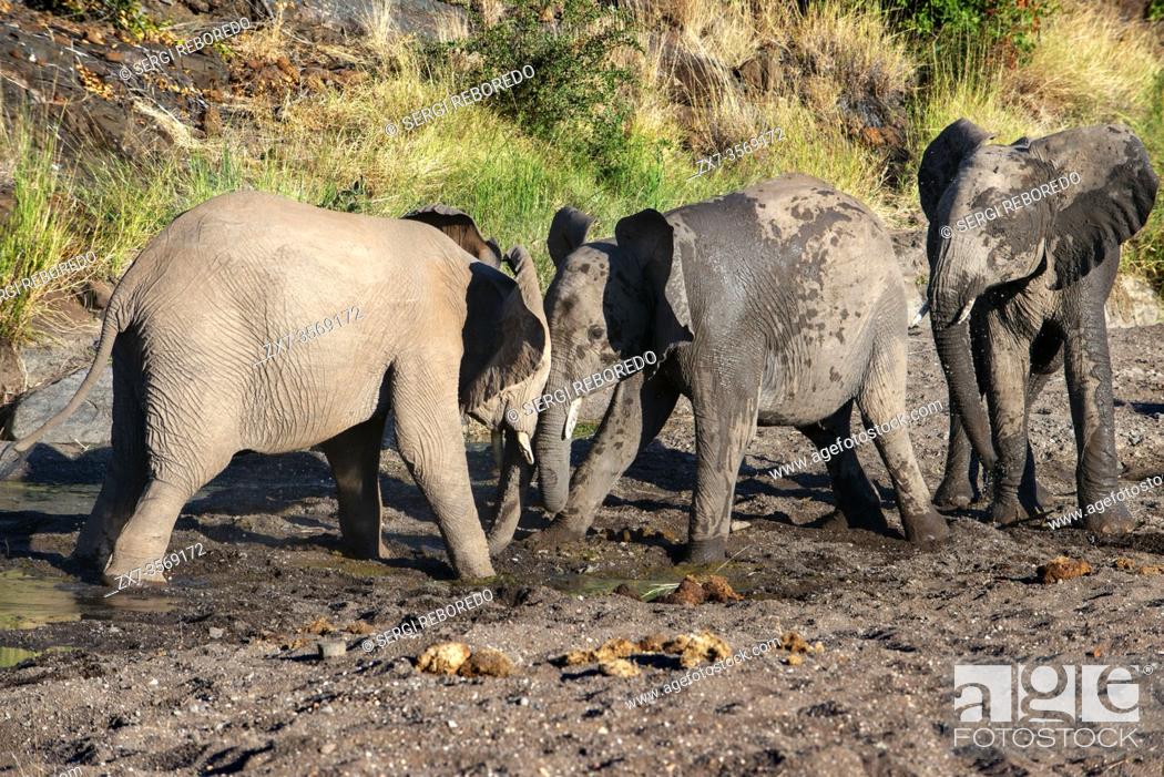 Imagen: African elephant (Loxodonta africana) small group of elephants drinking at a waterhole in Mashatu game reserve, Botswana, Africa.