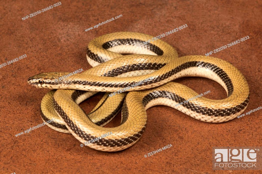 Stock Photo: Smooth snake Coronella sp. Family: Colubridae, Gujarat, India.