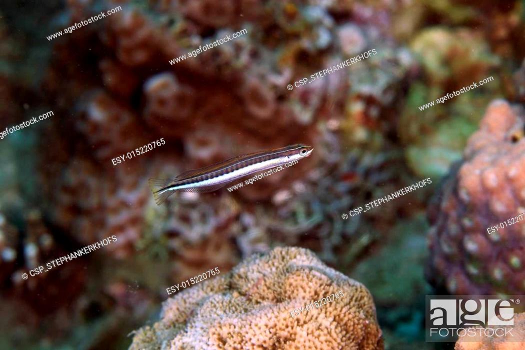 Stock Photo: Piano fangblenny (plagiotremus tapeinosoma) in the Red Sea.