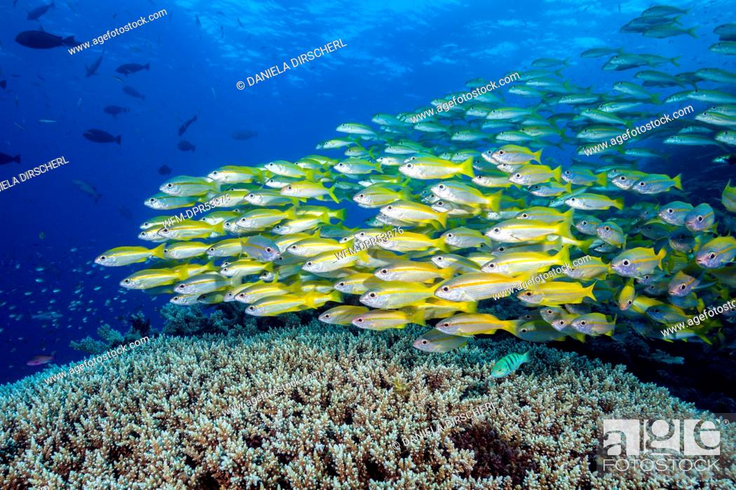 Stock Photo: Shoal of Bigeye Snapper, Lutjanus lutjanus, Osprey Reef, Coral Sea, Australia.