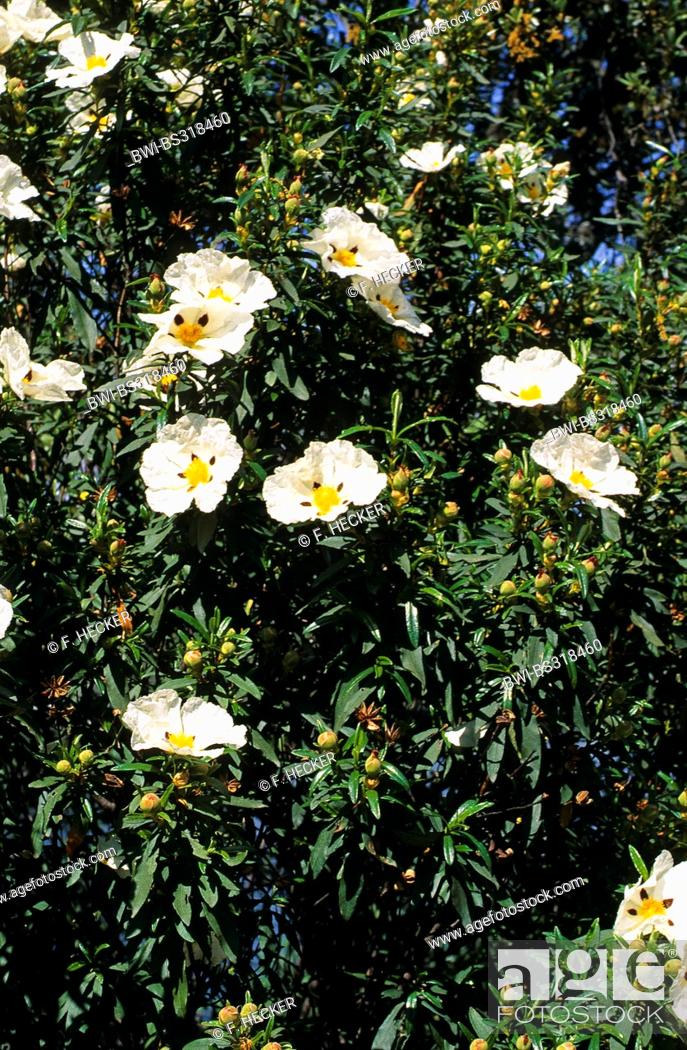 Stock Photo: Gum cistus, Gum rockrose, Brown-eyed rockrose (Cistus ladanifer), blooming, Portugal.