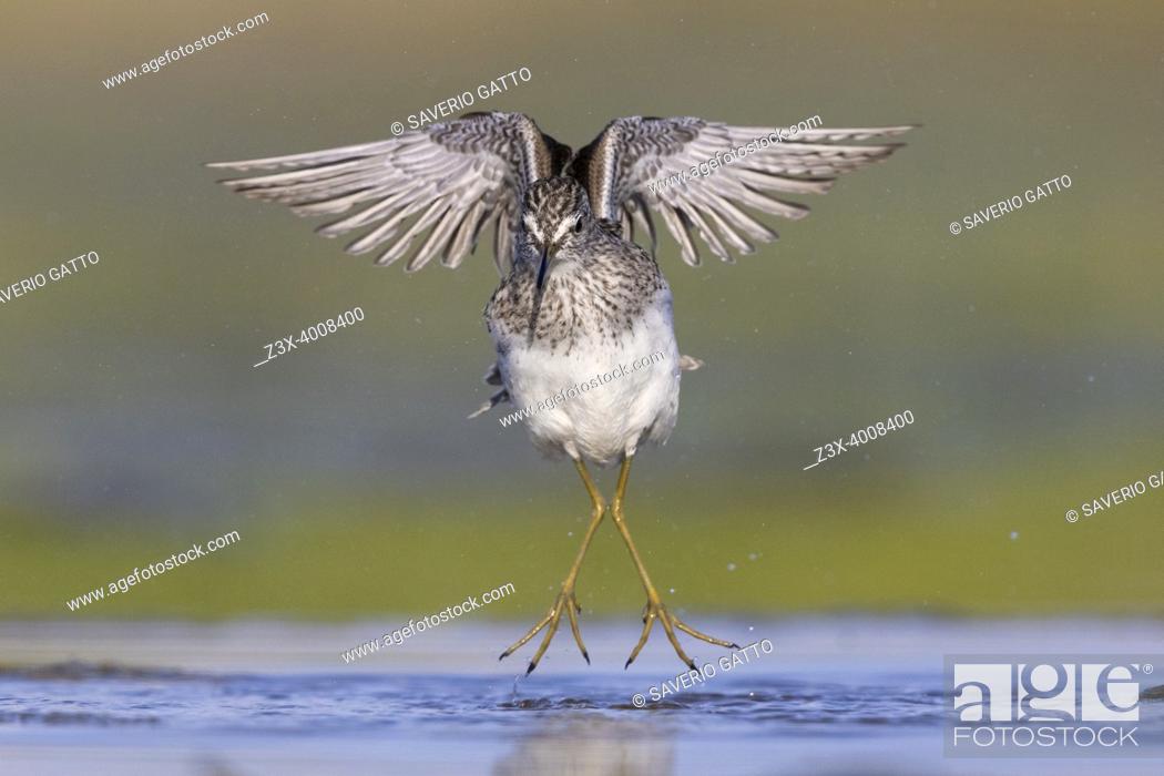 Photo de stock: Wood Sandpiper (Tringa glareola), front view of an adult in flight, Campania, Italy.